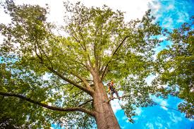 Best Utility Line Clearance  in Bayou Country Clu, LA