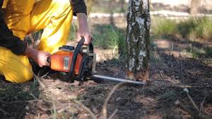 Best Tree Maintenance Programs  in Bayou Country Clu, LA