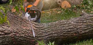 Best Tree Health Inspection  in Bayou Country Clu, LA