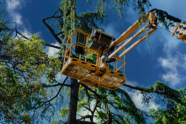 Best Tree Risk Assessment  in Bayou Country Clu, LA