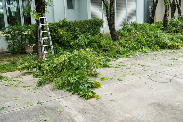 Best Fruit Tree Pruning  in Bayou Country Clu, LA