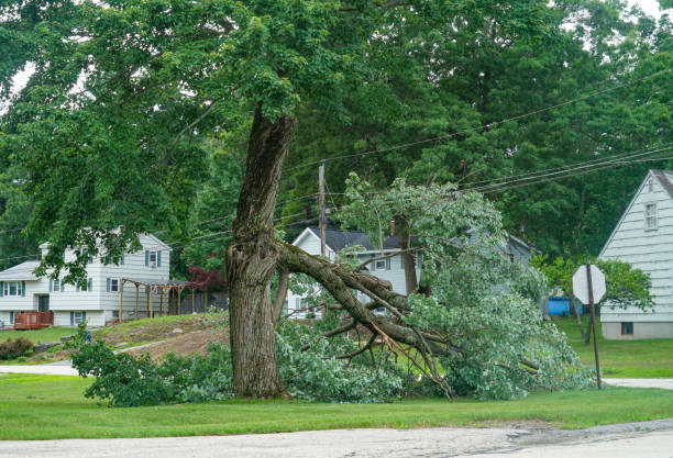 Best Tree Planting Service  in Bayou Country Clu, LA