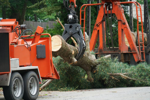 Best Tree Trimming and Pruning  in Bayou Country Clu, LA