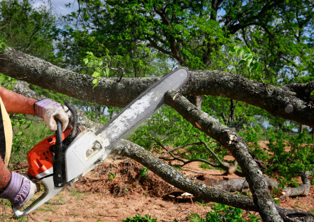 Why Choose Our Tree Removal Services in Bayou Country Clu, LA?